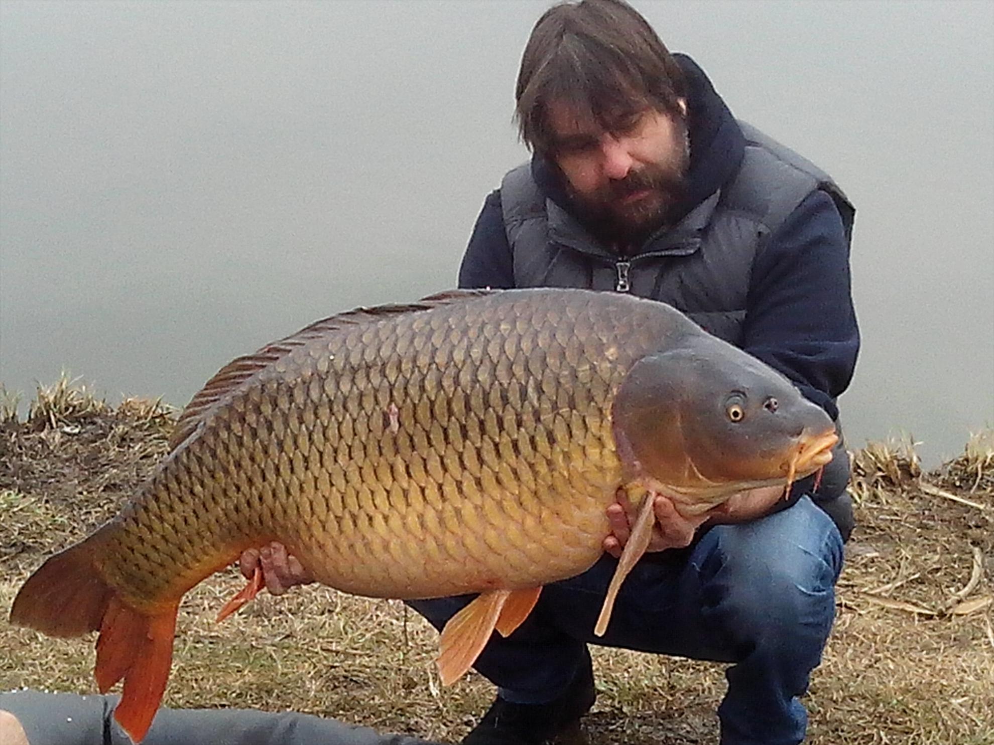 CRAPI CUMPARATI SI ELIBERATI IN MOARA VLASIEI 2 - CRAP COMUN = 22,0 KG